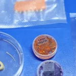 Embrapa desenvolve salmão, caviar e anéis de lula veganos em laboratório