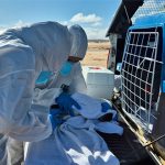 Sergipe registra maior número de aves marinhas encalhadas em 15 anos