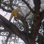 Bombeiros atuam em Itabaiana e Malhador para remover enxames de abelhas