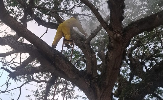 Bombeiros atuam em Itabaiana e Malhador para remover enxames de abelhas