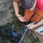 Bombeiros resgatam cachorro que caiu em buraco no bairro Santa Maria, Aracaju