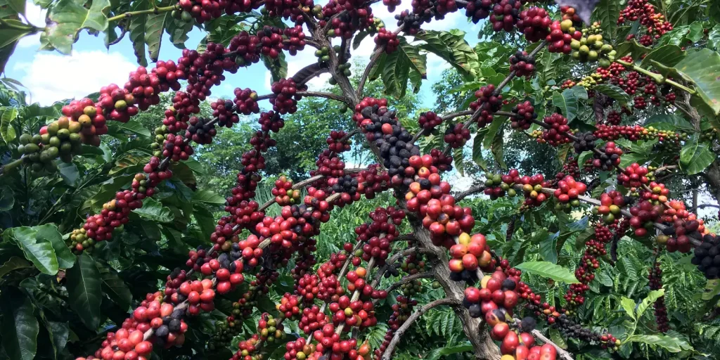 Exigências da UE podem dificultar vendas de café para pequenos produtores brasileiros