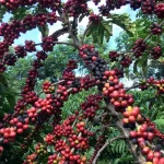 Exigências da UE podem dificultar vendas de café para pequenos produtores brasileiros