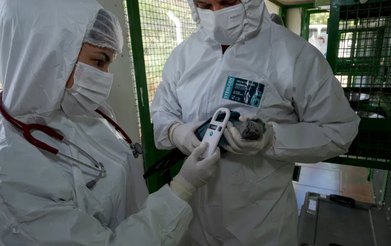 ICMBio nega boatos sobre eutanásia em ararinhas-azuis na Bahia