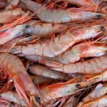 Defeso do Camarão Proíbe Pesca em Sergipe de Dezembro a Março