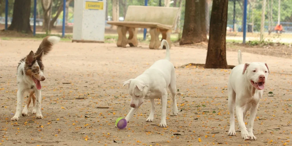 Lei pune com prisão quem exercer veterinária ilegalmente no sertão