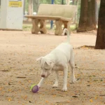 Lei pune com prisão quem exercer veterinária ilegalmente no sertão