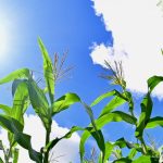 Perímetros Irrigados em Sergipe Aumentam Produção de Alimentos para o São João