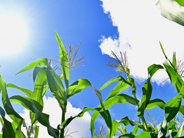 Perímetros Irrigados em Sergipe Aumentam Produção de Alimentos para o São João