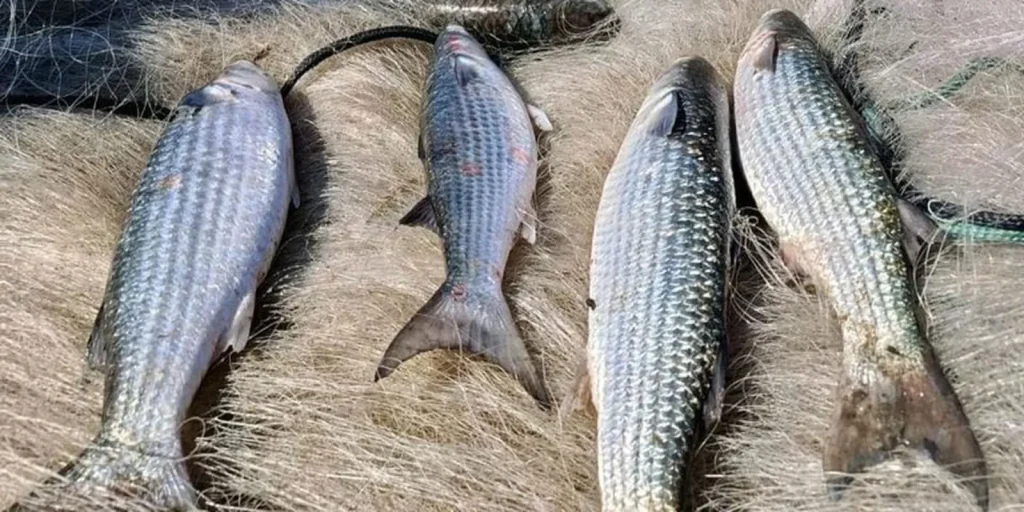 Pesca de tainha é suspensa neste domingo após cota quase esgotar