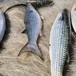 Pesca de tainha é suspensa neste domingo após cota quase esgotar