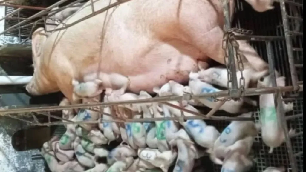 Porca dá à luz 46 leitões e pode bater recorde mundial no Brasil
