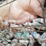 Porca dá à luz 46 leitões e pode bater recorde mundial no Brasil