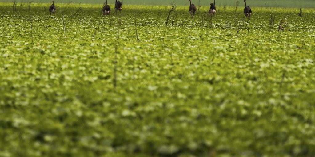 Produtores Rurais Precisarão de Fotos Georreferenciadas para Seguro Rural