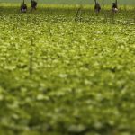 Produtores Rurais Precisarão de Fotos Georreferenciadas para Seguro Rural