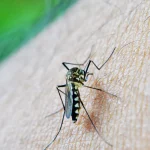 São Paulo registra quinta morte por febre amarela em 2026