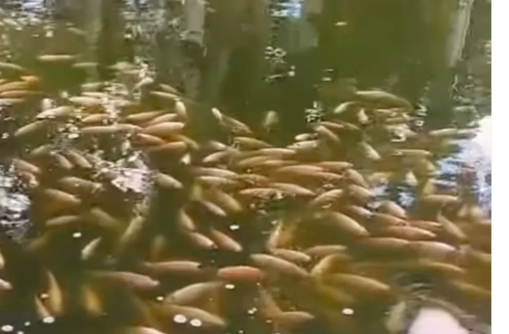 Semma explica comportamento dos peixes em praça de Conquista