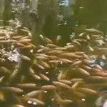 Semma explica comportamento dos peixes em praça de Conquista