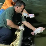 Tilápias de praça são transferidas para lagoa em ação ambiental