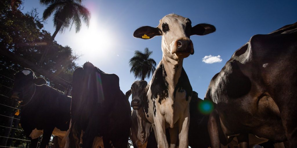UE bane carne e mel do Brasil em setembro e ameaça produtores do sertão