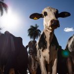 UE bane carne e mel do Brasil em setembro e ameaça produtores do sertão