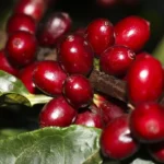 EUA excluem aeronaves, óleo, café e carne do tarifaço sobre produtos brasileiros
