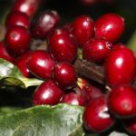 Exportações brasileiras: Aeronaves, óleo, café e carne fora do tarifaço dos EUA
