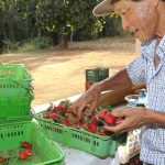 Finep destina R$ 220 milhões para inovações na agricultura familiar