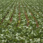 Impasse entre bancada do agro e governo sobre dívidas rurais continua sem acordo