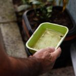 Ministério alerta: El Niño pode aumentar dengue e chikungunya em 2027