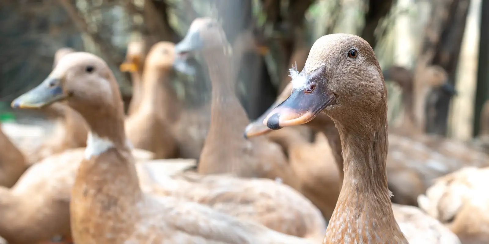 Entidades apoiam projeto que proíbe alimentação forçada de animais no Brasil