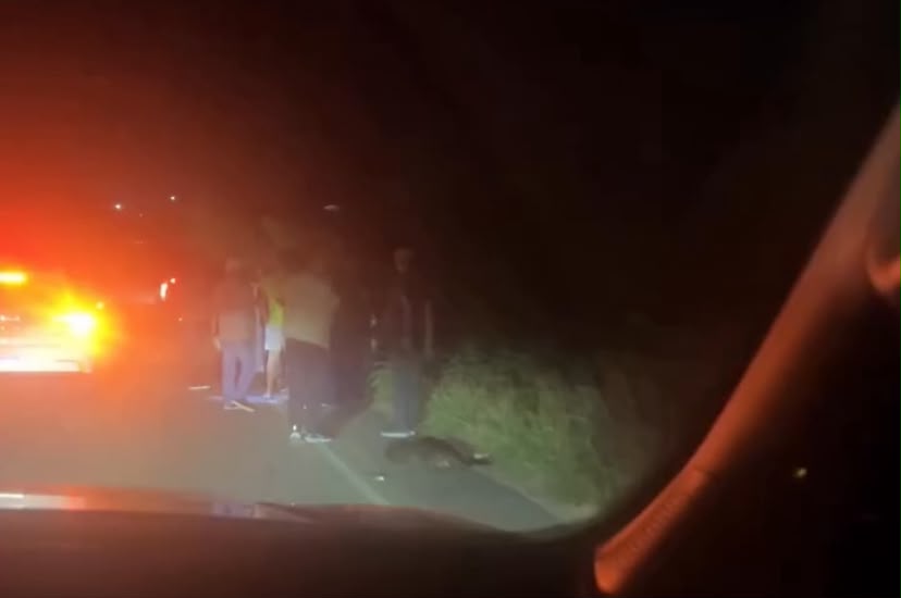 Motociclista fica ferido após colisão com capivara em Monte Alegre