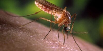 São Paulo confirma primeiros casos humanos de Febre do Nilo