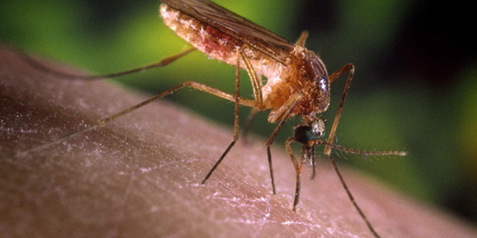 São Paulo confirma primeiros casos humanos de Febre do Nilo