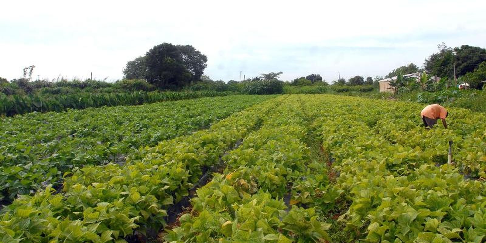 Governo abre R$ 64,3 milhões para segurança alimentar e povos indígenas