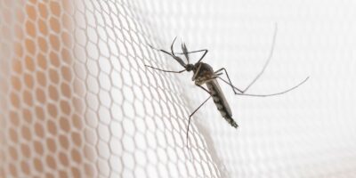 Noroeste de SP registra alta de dengue; três cidades lideram casos