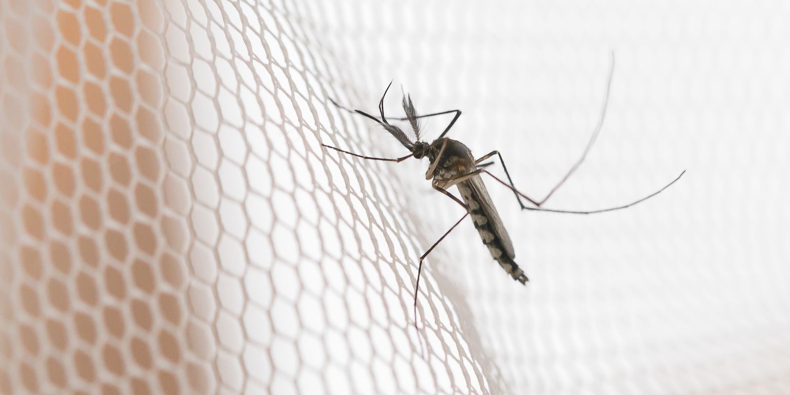 Noroeste de SP registra alta de dengue; três cidades lideram casos