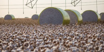 Novo município derruba Sorriso do topo da produção agrícola