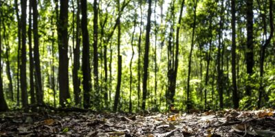 Setor florestal alcança recorde impulsionado por áreas plantadas