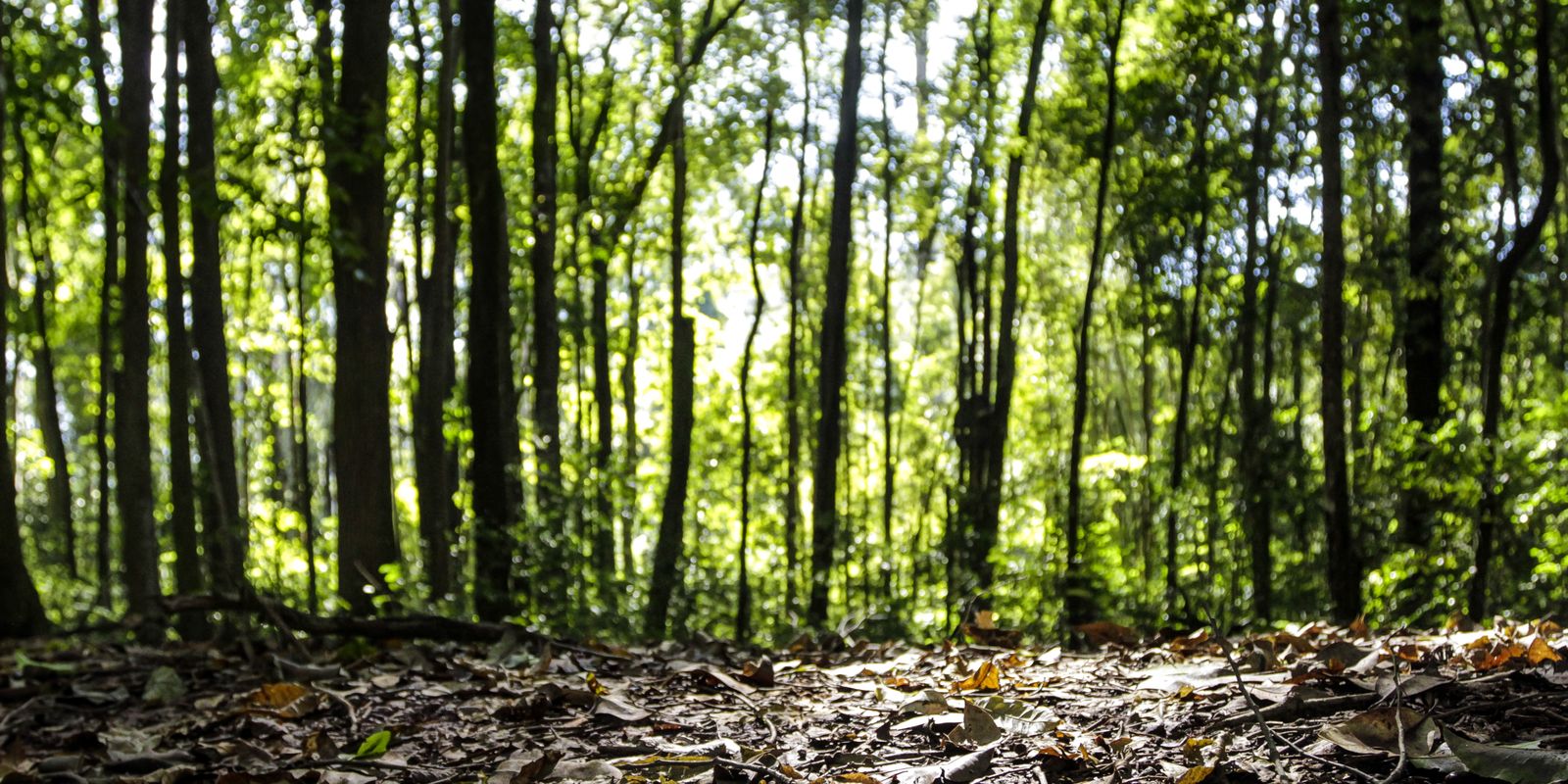Setor florestal alcança recorde impulsionado por áreas plantadas