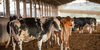 UE suspende importação de produtos animais do Brasil e afeta até US bi